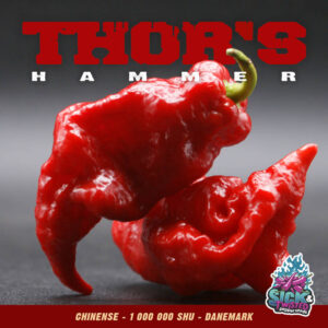 Plant de piment Fort Thor's Hammer