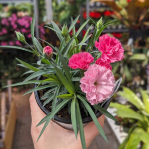 Dianthus I Love you