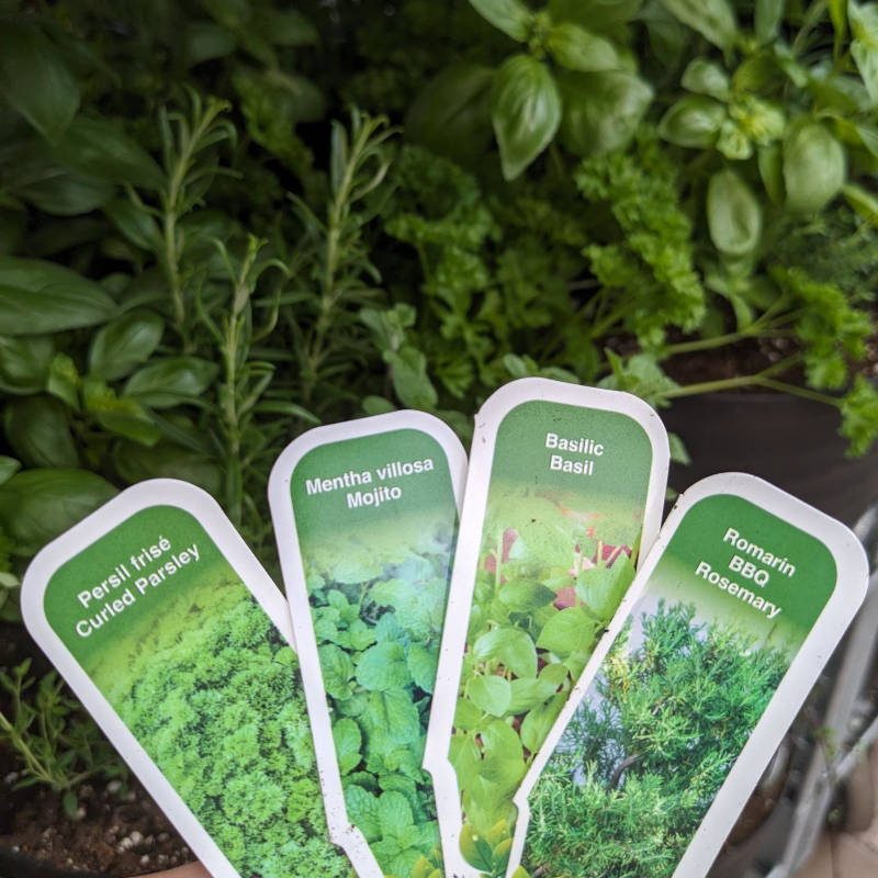 Arrangement Fines Herbes – Image 2