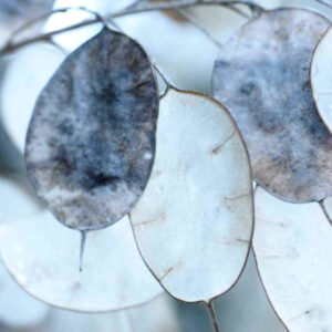 Lunaria Ludicaule 'Monnaie du Pape'