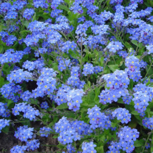 Myosotis Mon Amie Bleu