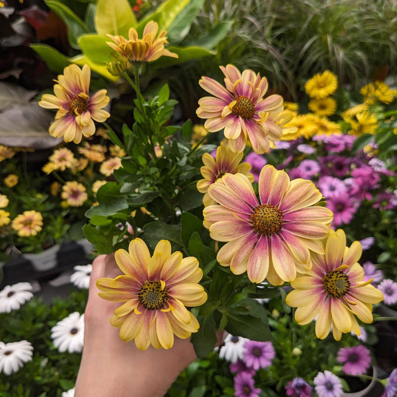 Osteospermum Twilight Moon