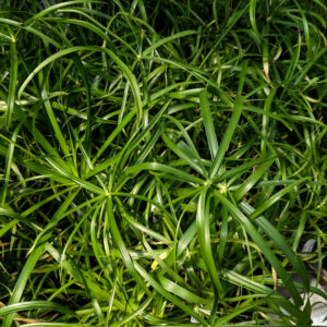 Cyperus Baby Tut