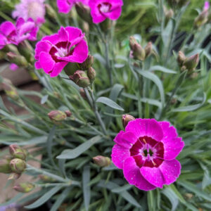 Dianthus Violet Bleu