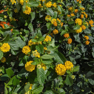 Lantana sur tige