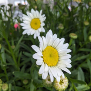 Leucanthemum superbum Becky