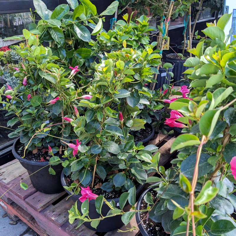 Mandevilla – Image 2