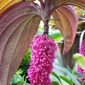 Medinilla Gregori Hambali