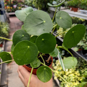 Pilea peperomioides