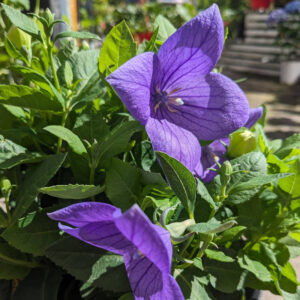 Platycodon Sentimental Blue