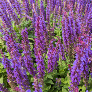 Salvia East Friesland