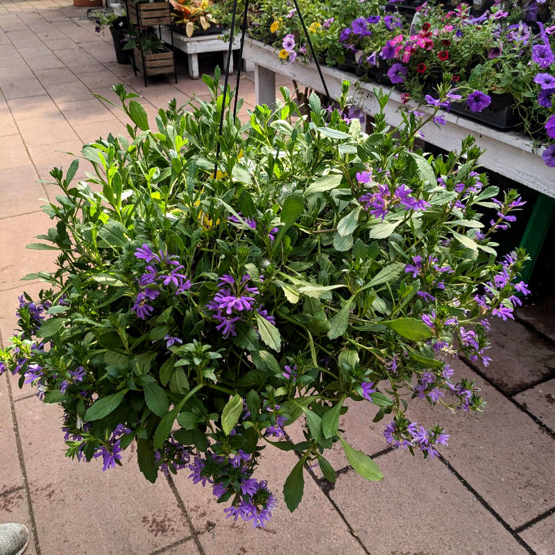 Scaevola – Image 2