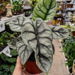 Alocasia Silver Dragon