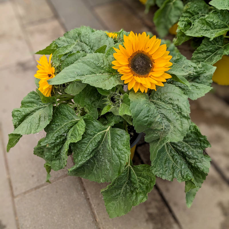 Tournesol Smiley – Image 2
