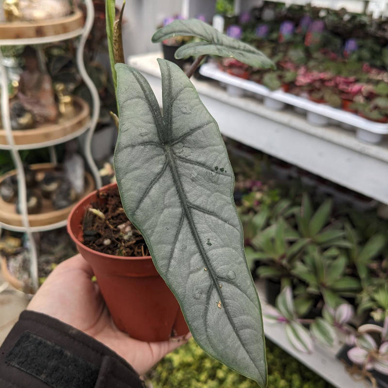 Alocasia Dragon Breath