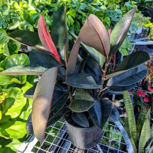 Ficus Burgundy