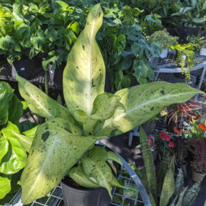 Dieffenbachia Camouflage