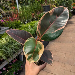 Ficus Ruby