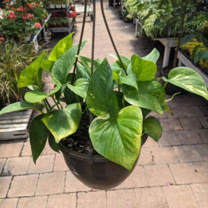 Pothos Golden