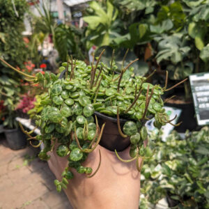 Peperomia Collier de tortue