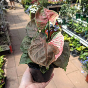 Syngonium Strawberry Ice