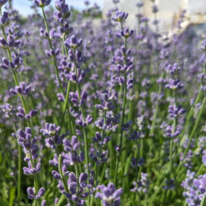 Lavande Munstead
