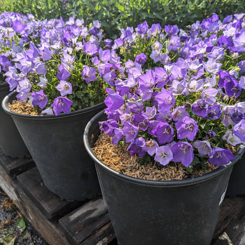 Campanula Rapido Blue – Image 2