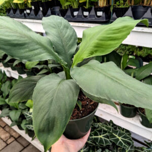 Spathiphyllum Sensation