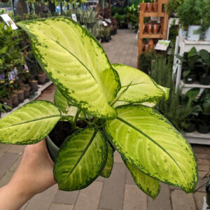 Dieffenbachia Tropic Marianne