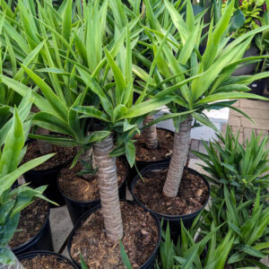 Yucca Canne