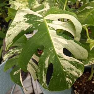 Monstera Albo