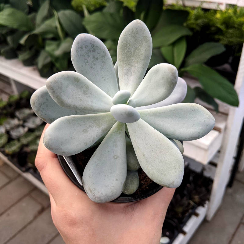 Echeveria Jumbo – Image 2