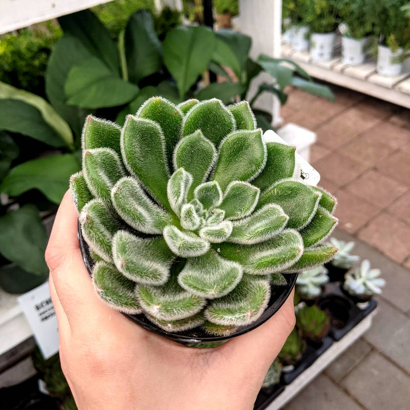 Echeveria Jumbo – Image 3