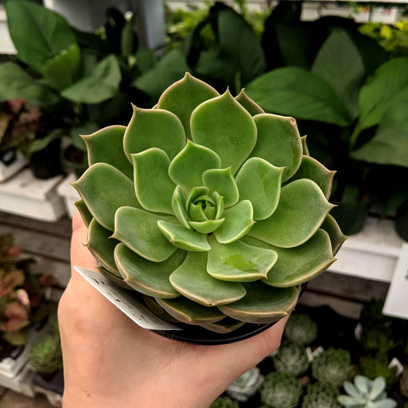 Echeveria Jumbo – Image 4