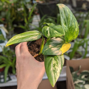 Monstera Standleyana Albo Variegata