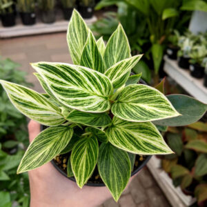 Philodendron Birkin Galaxy