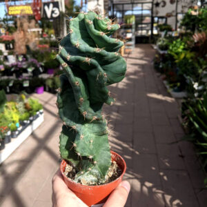 Cactus spiralis