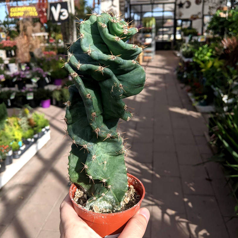 Cactus spiralis