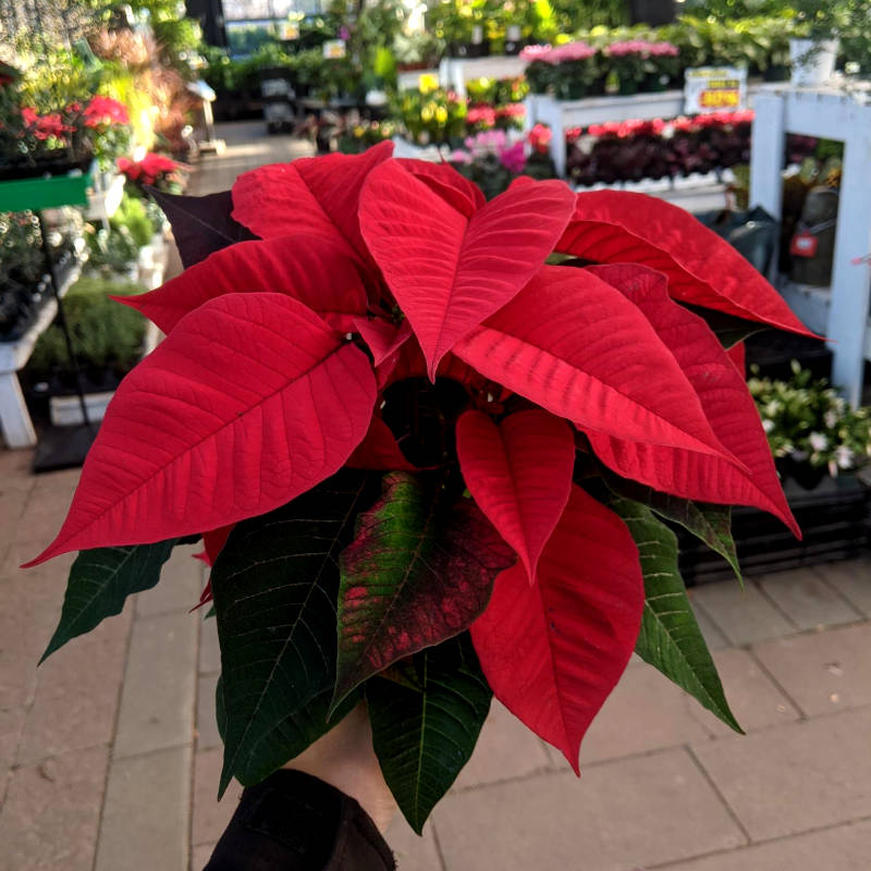 Poinsettia – Image 2