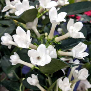 Jasmin de Madagascar (Stephanotis)
